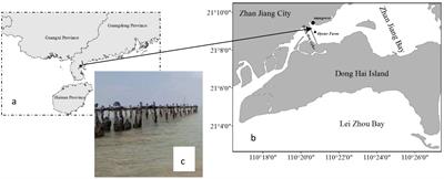 Impacts of oyster farms on sediment-associated mercury and methylmercury concentrations and health risks in an estuarine, mangrove forest, Zhanjiang Bay, China